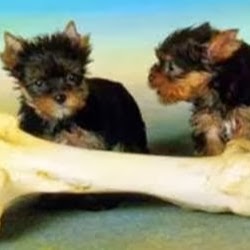 Township Line Animal Hospital - Upper Darby , United States