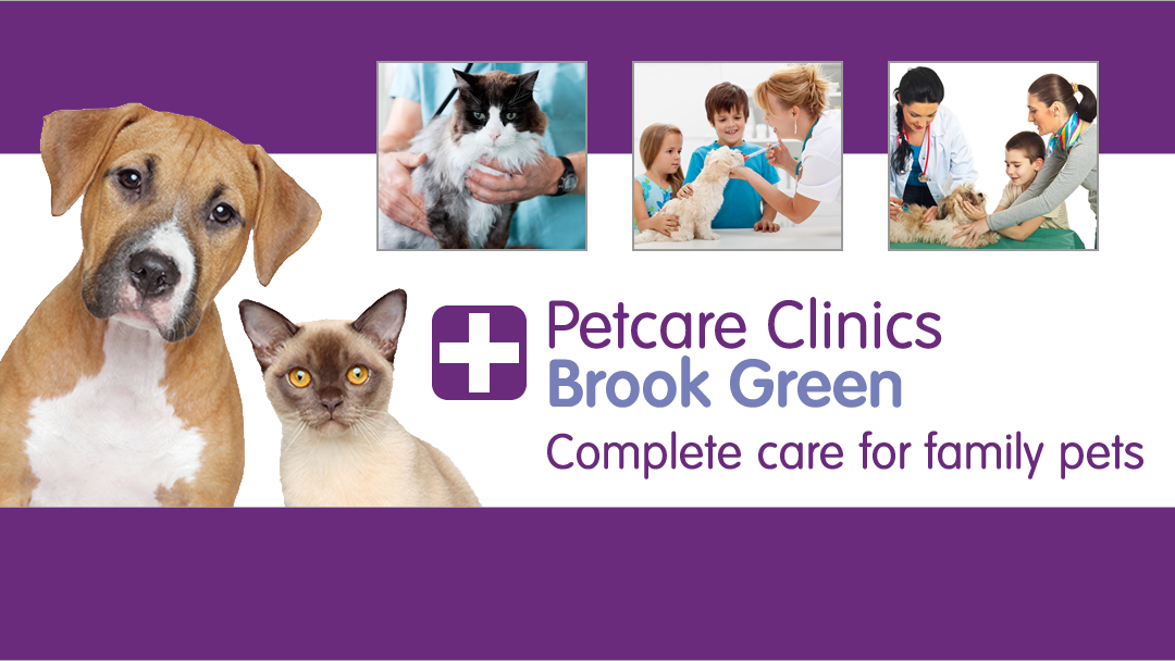 Village Vet Brook Green - London , United Kingdom
