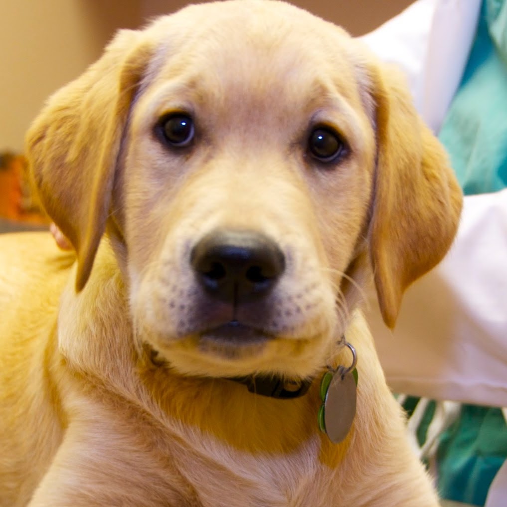 Hazel Dell Animal Hospital - Carmel , United States