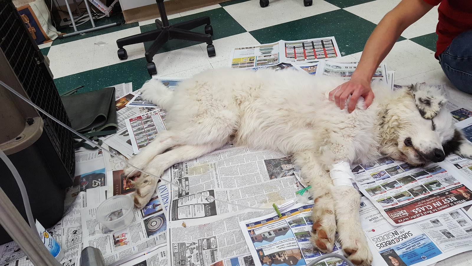 Broussard Veterinary Clinic - Lafayette , United States
