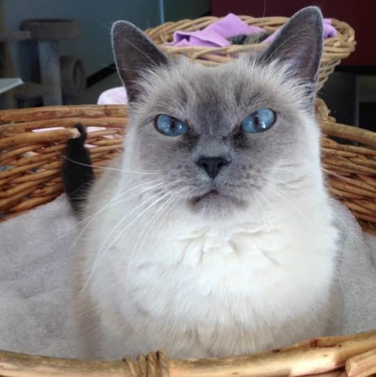 South Point Animal Clinic - Tempe , United States