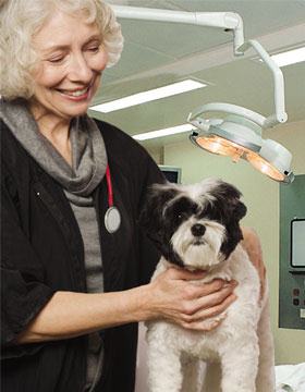 Belgrave House Veterinary Surgery - Cambridge , United Kingdom