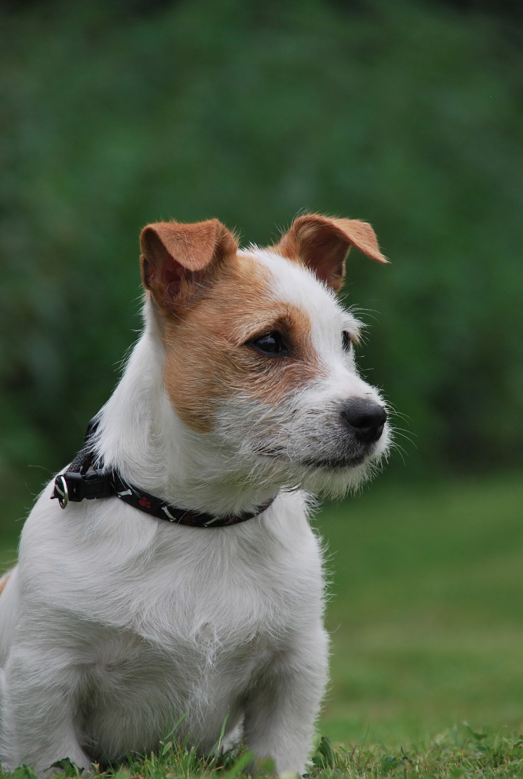 Newbridge Veterinary Clinic And Grooming Service - Newbridge , Ireland