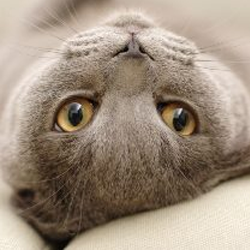 All About Cats Veterinary Hospital - Las Vegas , United States