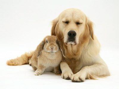 Rosehill Veterinary Clinic - Plymouth , United Kingdom