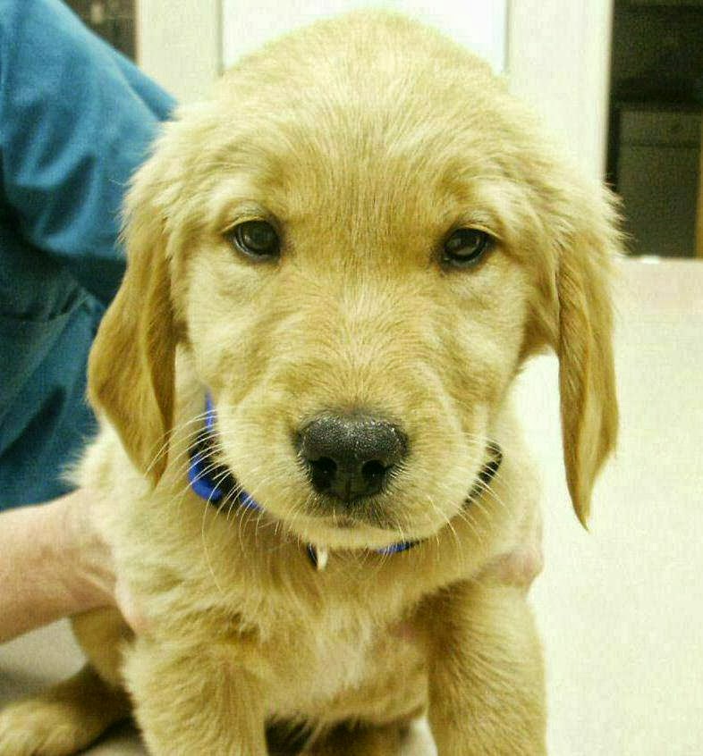 Parrish Creek Veterinary Hospital And Diagnostic Center - Centerville , United States