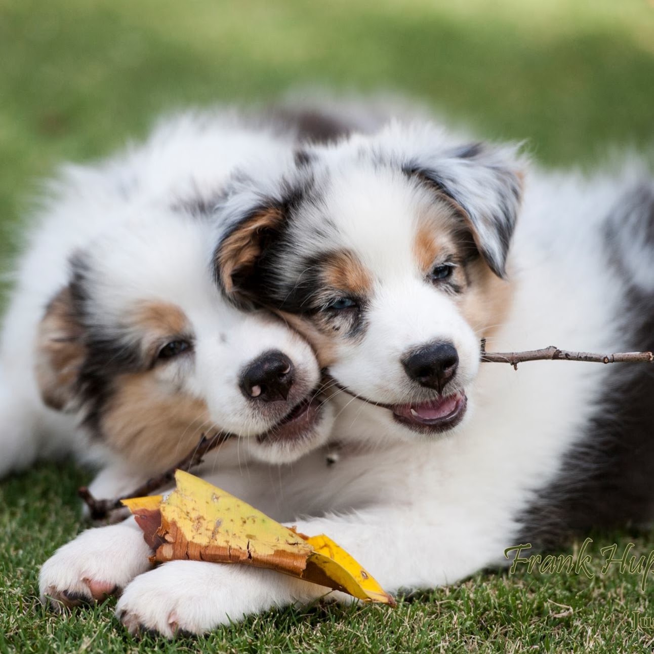 Gilbert Veterinary Hospital - Gilbert , United States