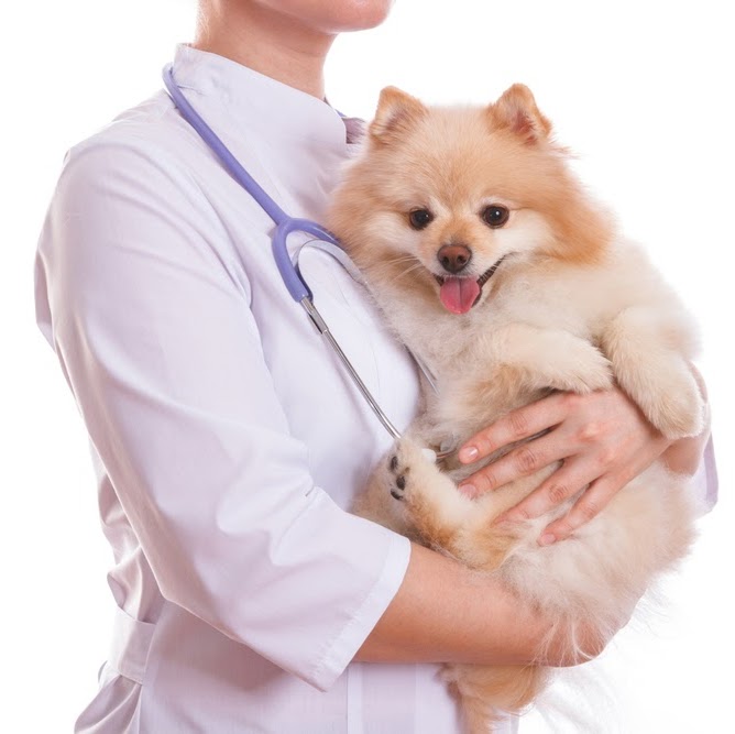 Yale Road Animal Hospital - Memphis , United States