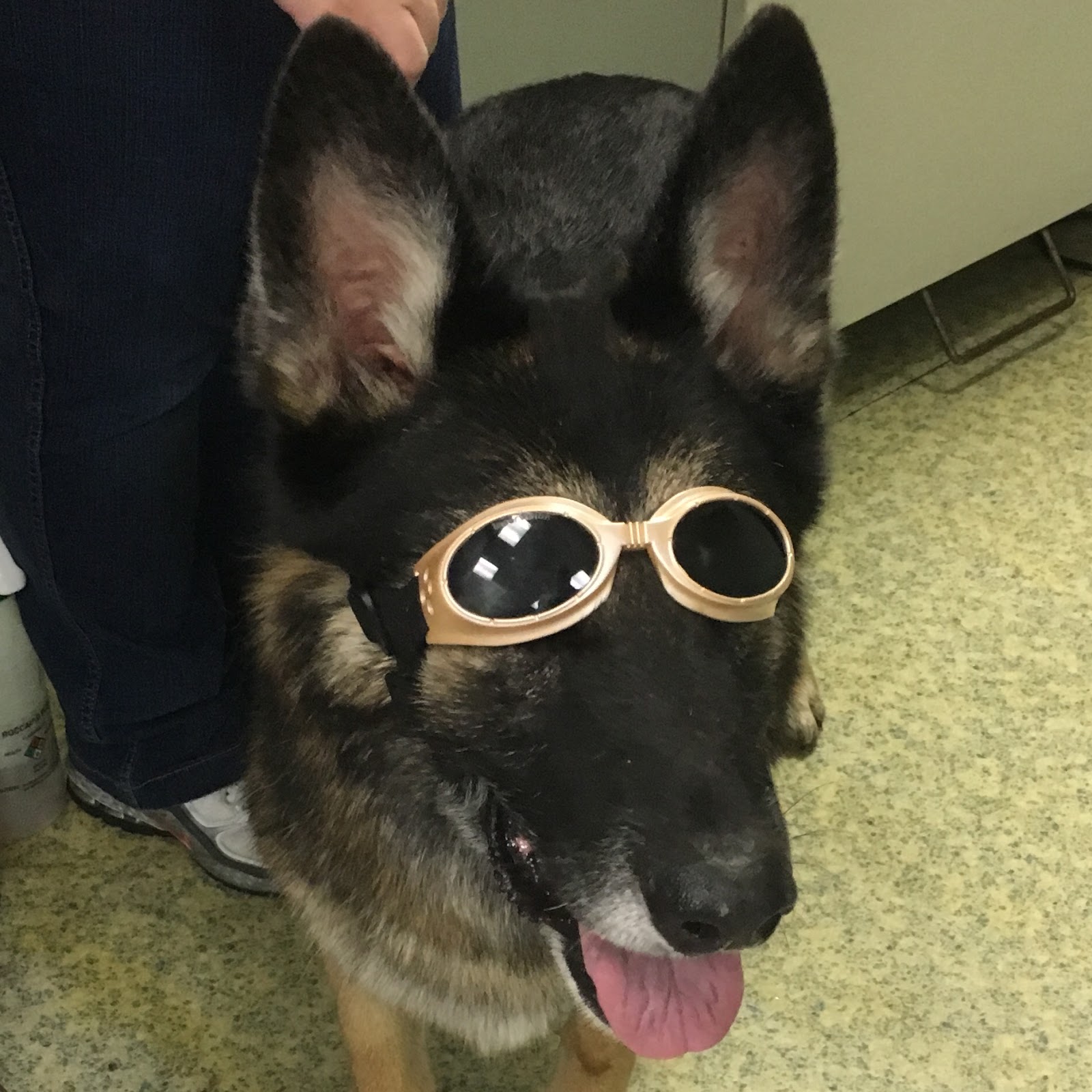 White House Animal Hospital - White House , United States