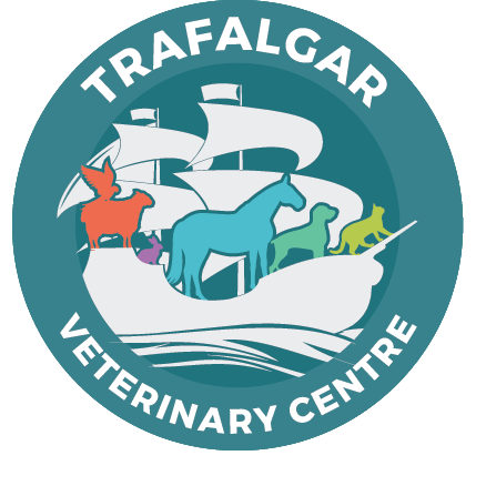 Trafalgar Veterinary Centre - Trafalgar , Australia