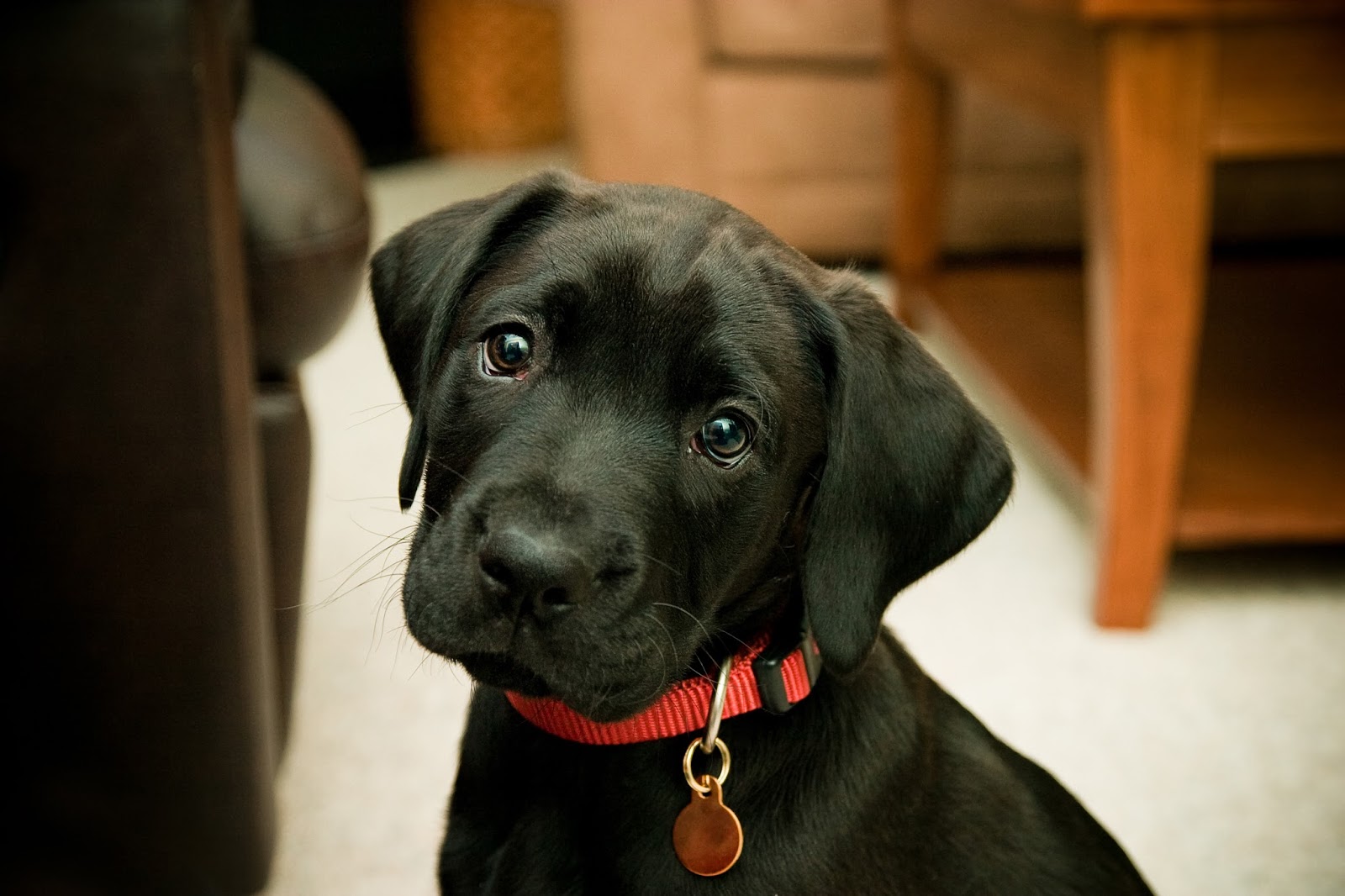 Medivet Prescot - Prescot , United Kingdom