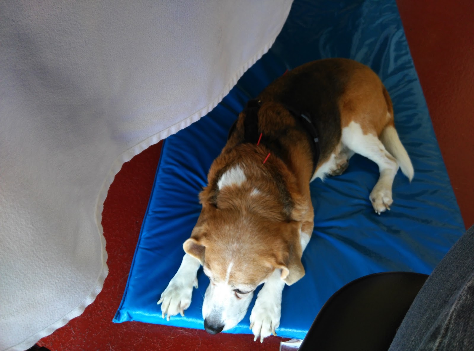 Animal Acupuncture - Tulsa , United States