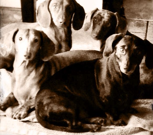 Blissfield Veterinary Services - Blissfield , United States