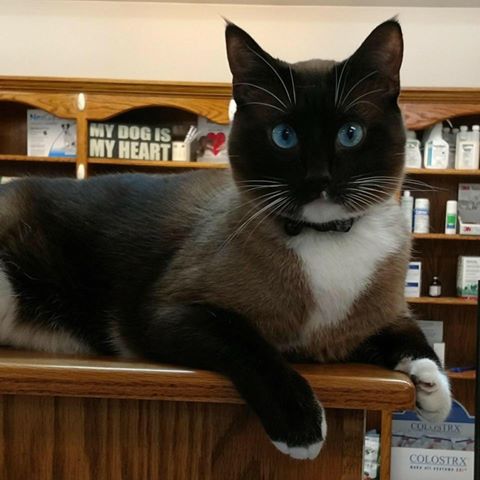 Odessa Animal Clinic - Odessa , United States