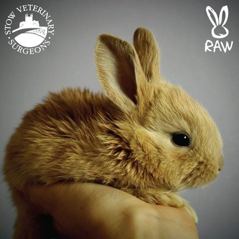 Stow Veterinary Surgeons Stow On The Wold - Cheltenham , United Kingdom