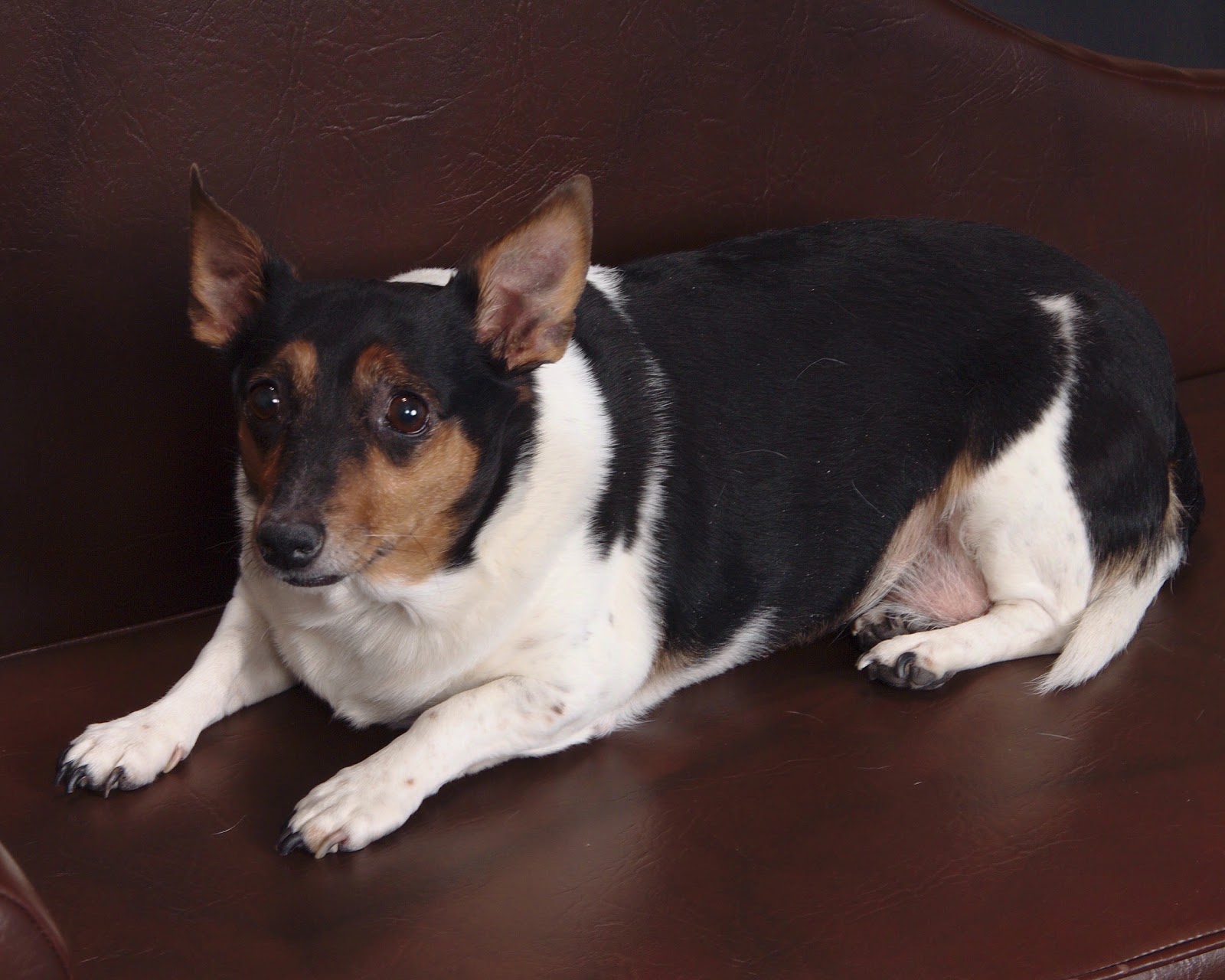 Marina Animal Clinic - Tulsa , United States