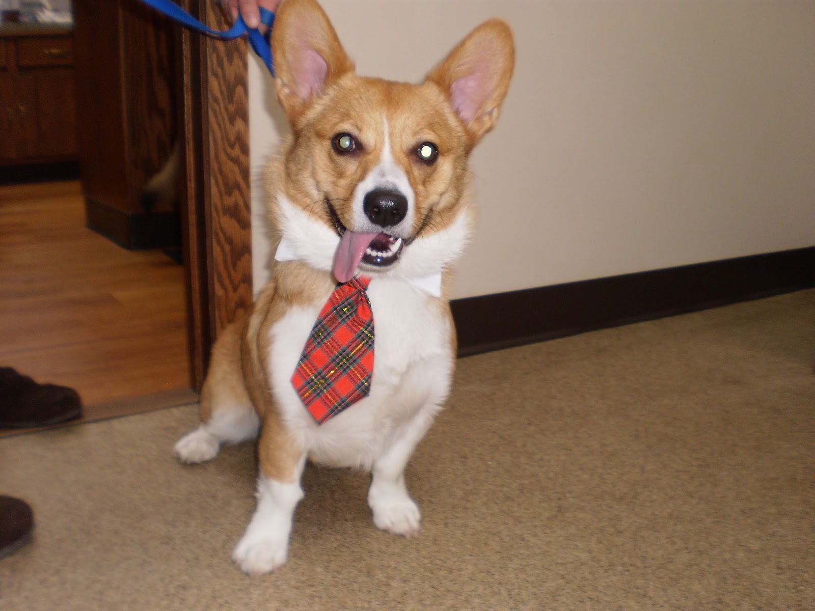 Prairie Animal Hospital - North Prairie , United States
