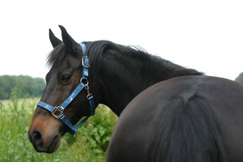 Illinois Equine Field Services - Elburn , United States