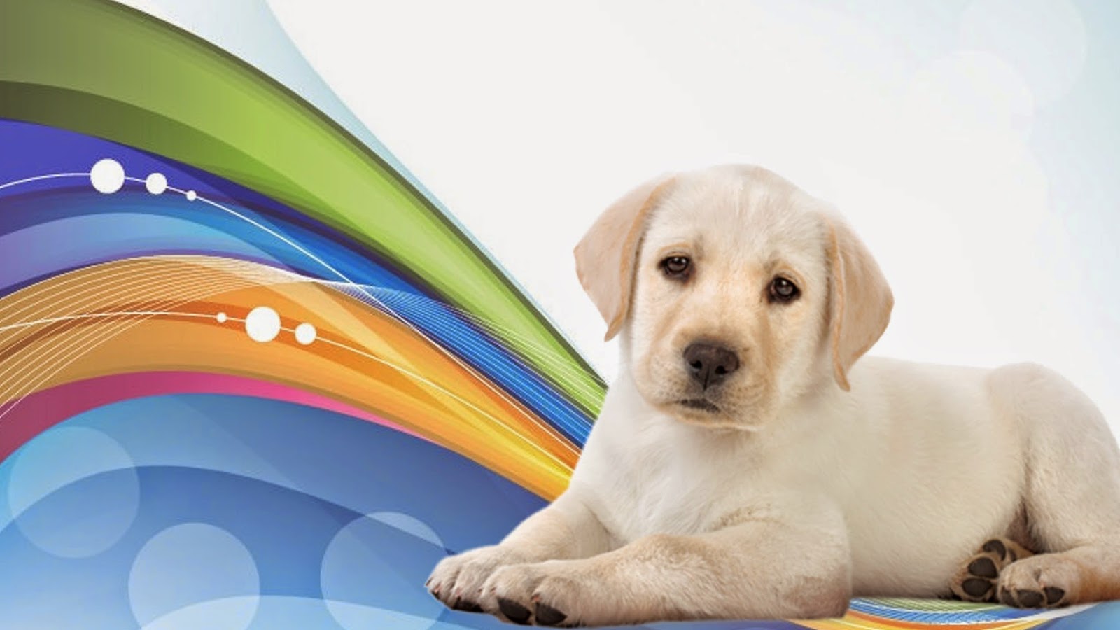 Country Oaks Animal Hospital And Boarding Kennel - Palm Harbor , United States