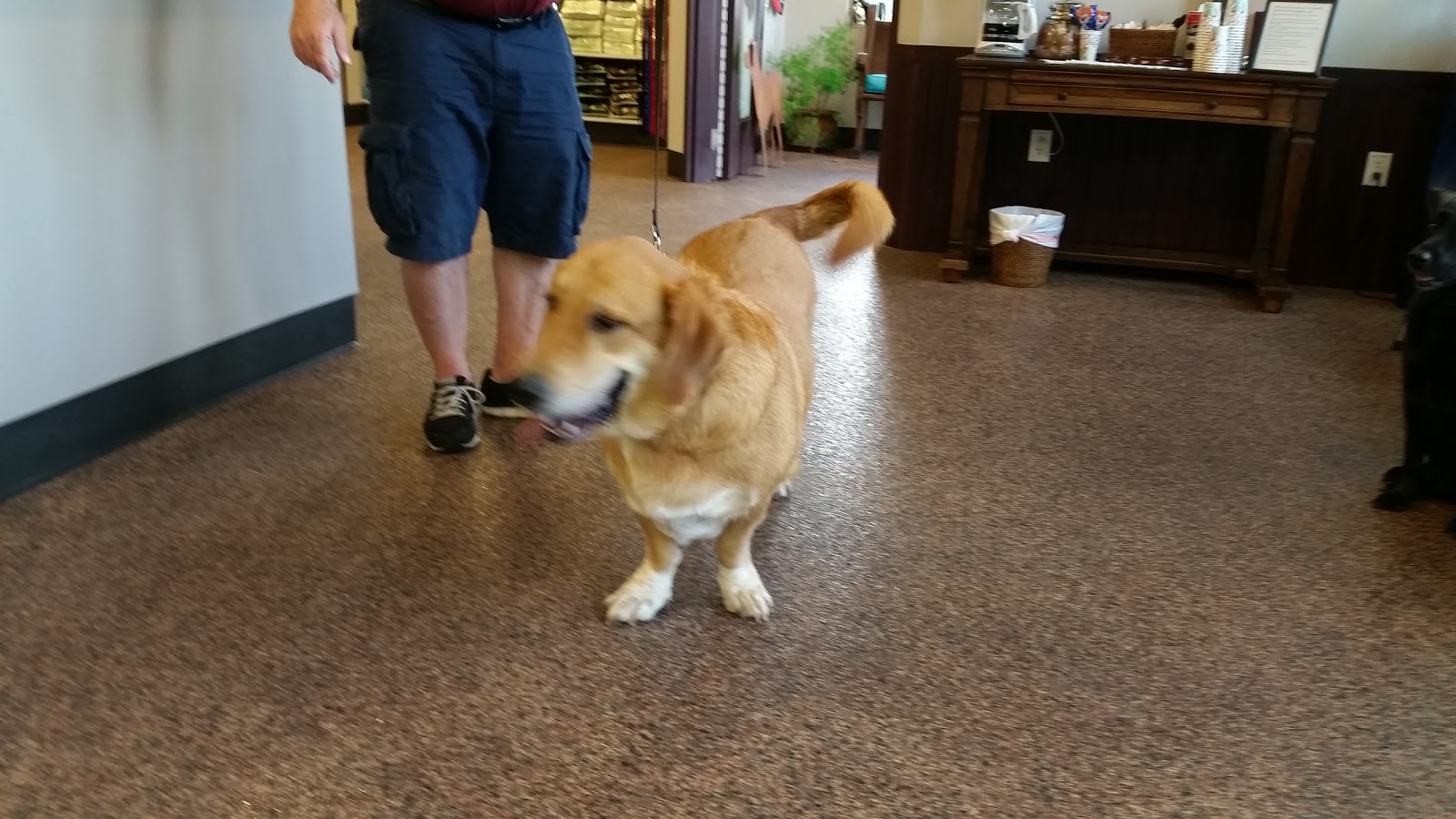 Animal Clinic Of Grand Prairie - Grand Prairie , United States