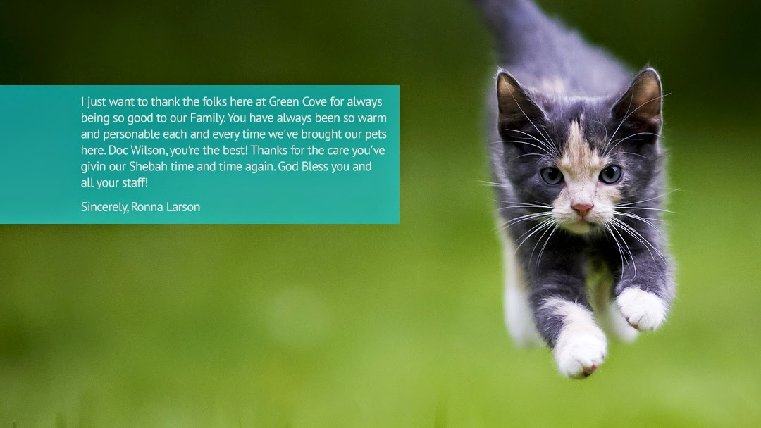Green Cove Pet Hospital - Huntsville , United States
