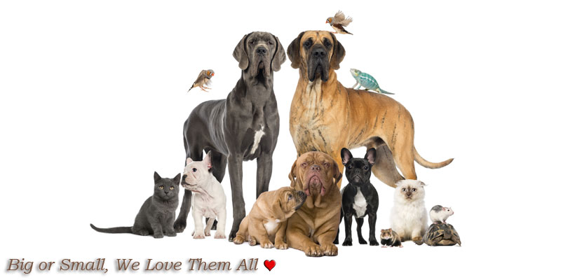 Broadway Oaks Animal Hospital - San Antonio , United States
