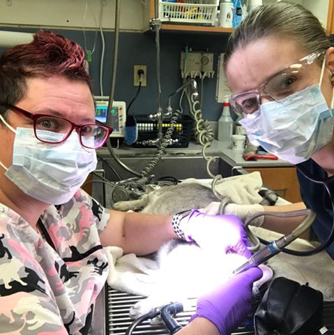Mauer Animal Clinic - Las Vegas , United States