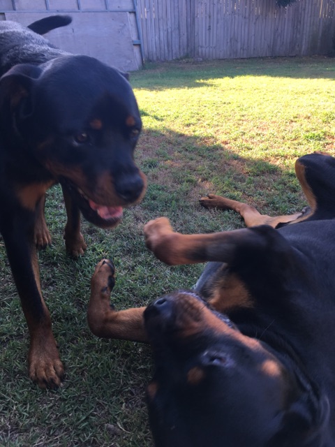 Palmwoods Veterinary Clinic - Palmwoods , Australia