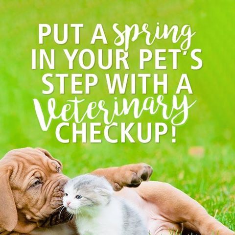 Pampered Pets Veterinary Clinic And Spa - Edmond , United States