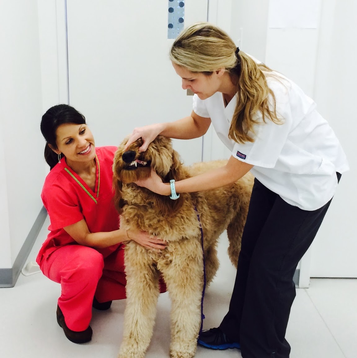 Sweetgrass Animal Hospital - Summerville , United States