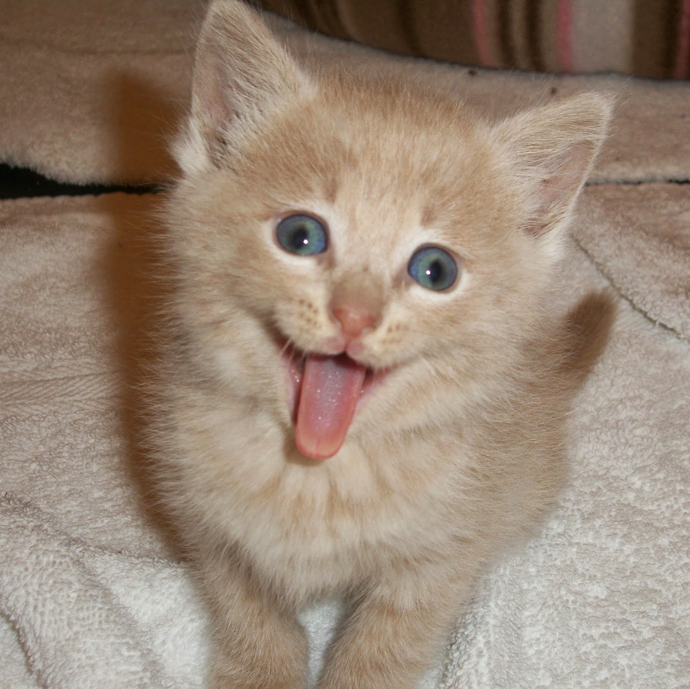 Cat Clinic Of Chattanooga - Chattanooga , United States