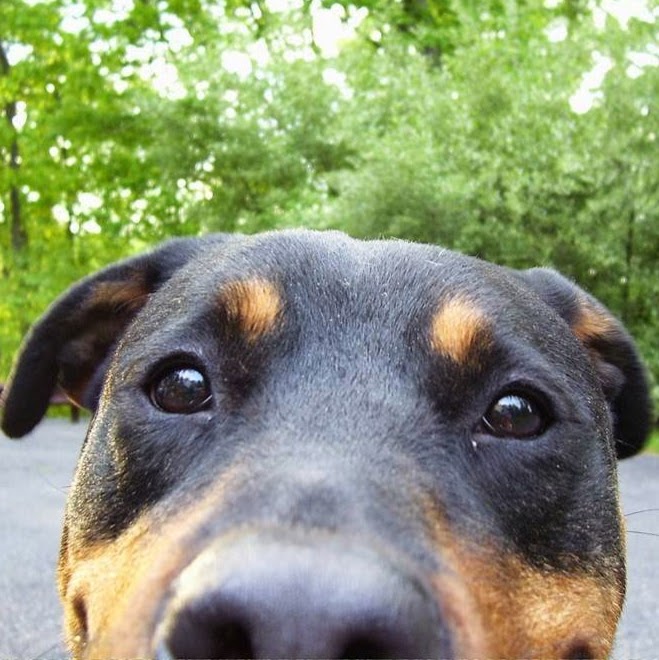 Langley Animal Hospital - Hyattsville , United States