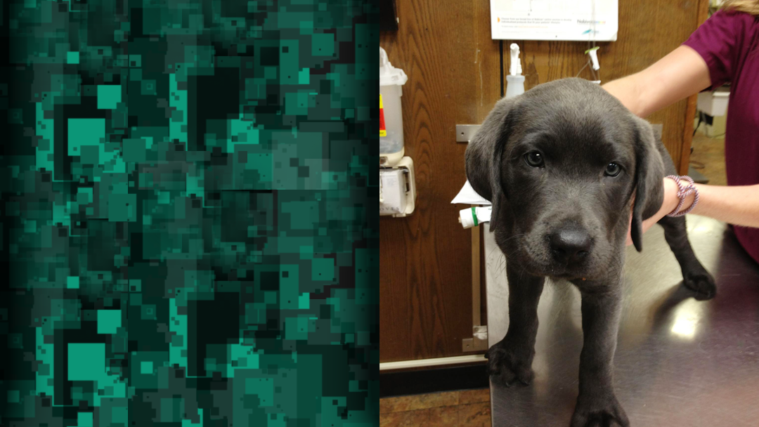 Denton Veterinary Center - Denton , United States