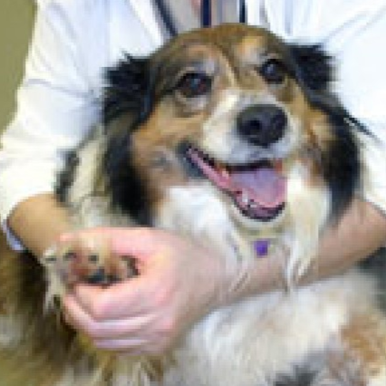 Chesapeake Animal Hospital - Chesapeake , United States