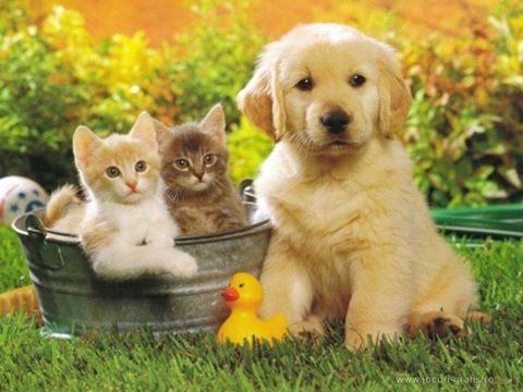 Riverview Veterinary Group Bandon Branch - Bandon , Ireland