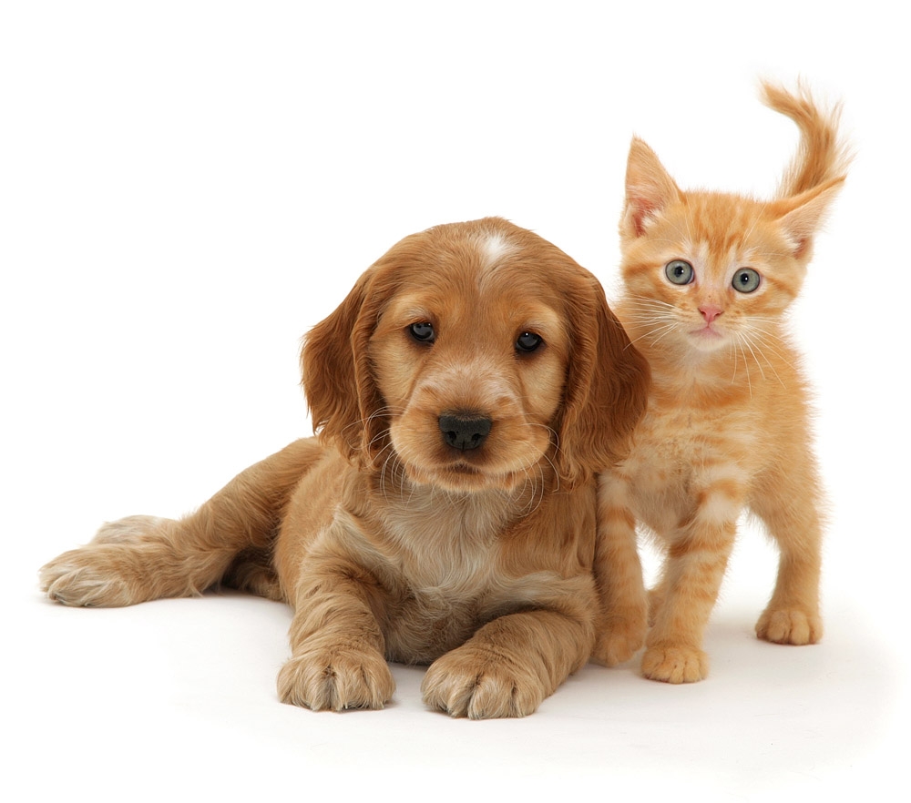 Haycombe Veterinary Centre - Bath , United Kingdom