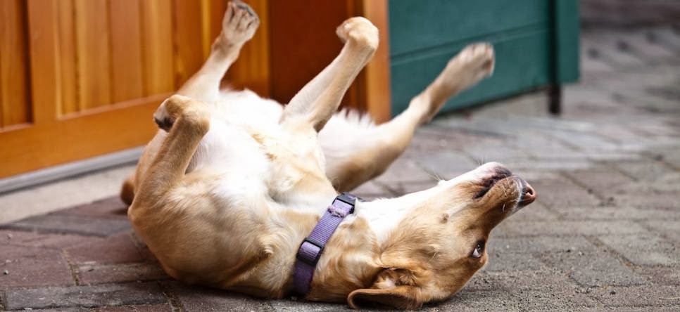 Coast Mountain Veterinary Services - Whistler , Canada