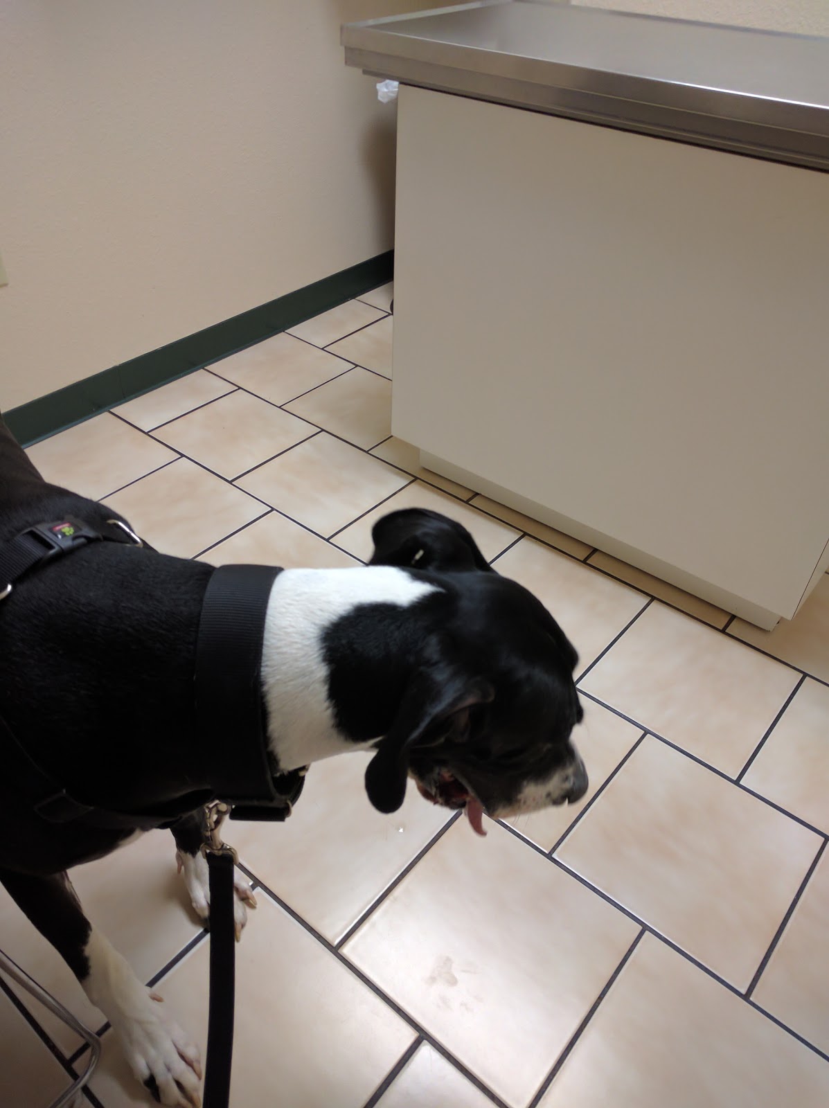 Animal Care Clinic - Lubbock , United States