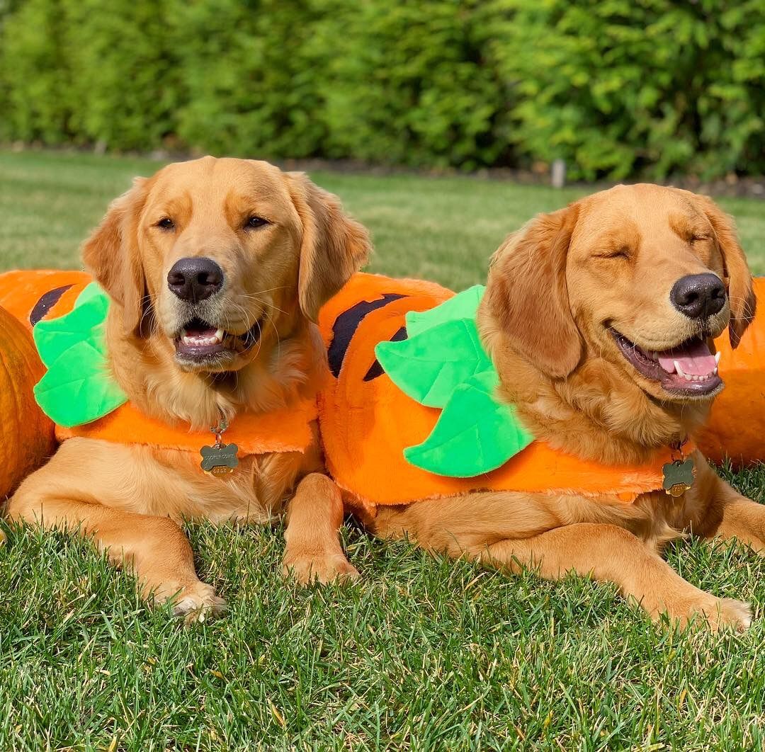 Dog Town NY - Southold , United States