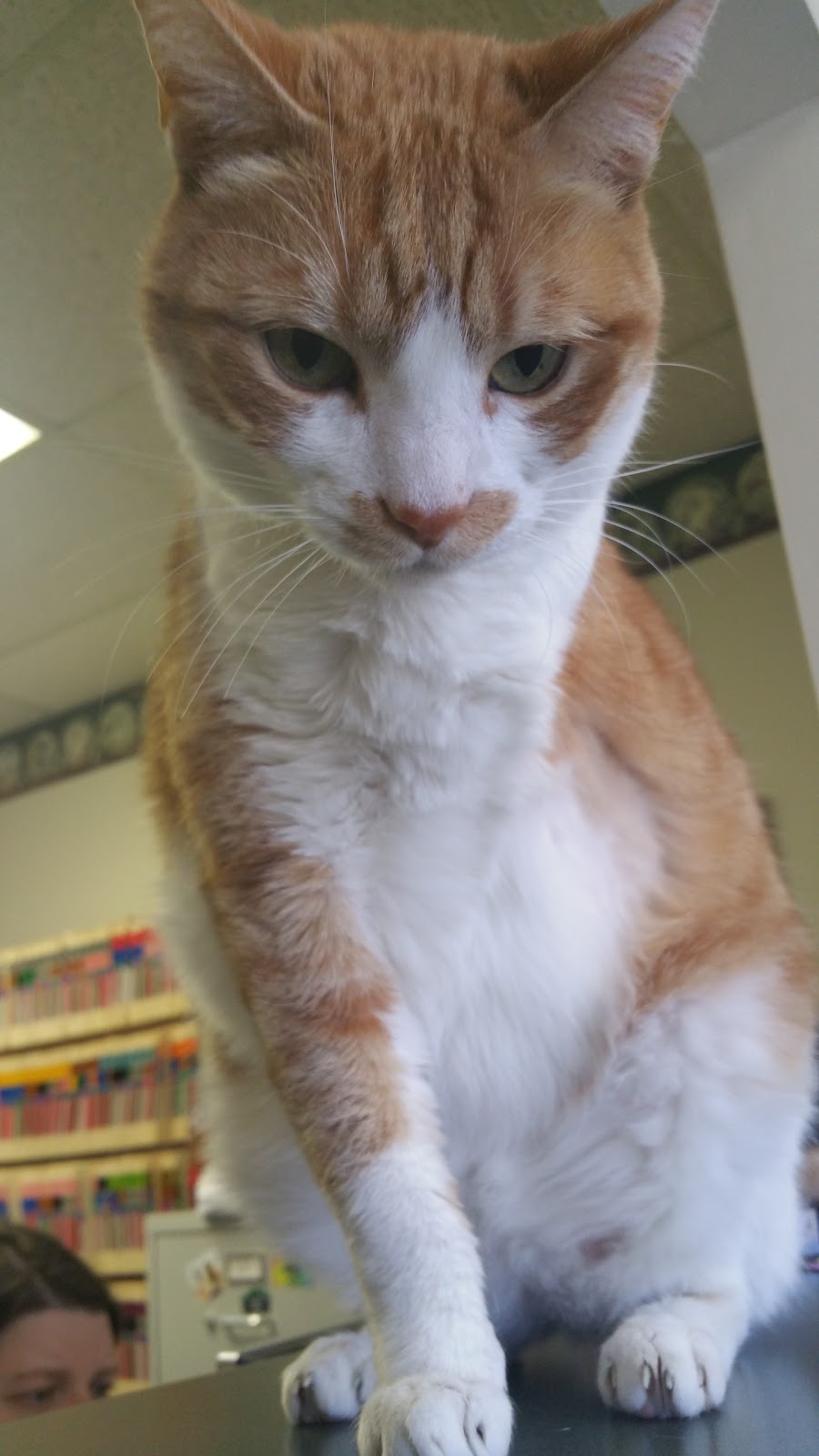 Animal Care Center - Charleston , United States
