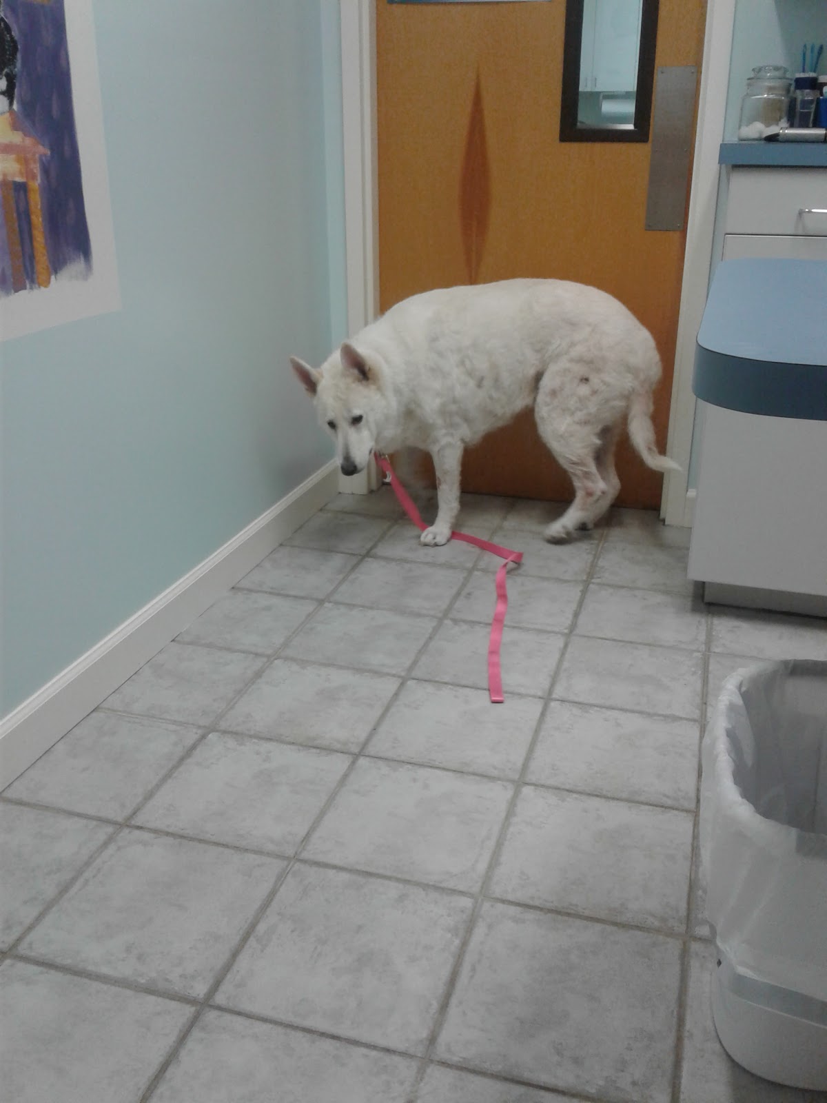San Pablo Animal Hospital - Jacksonville , United States