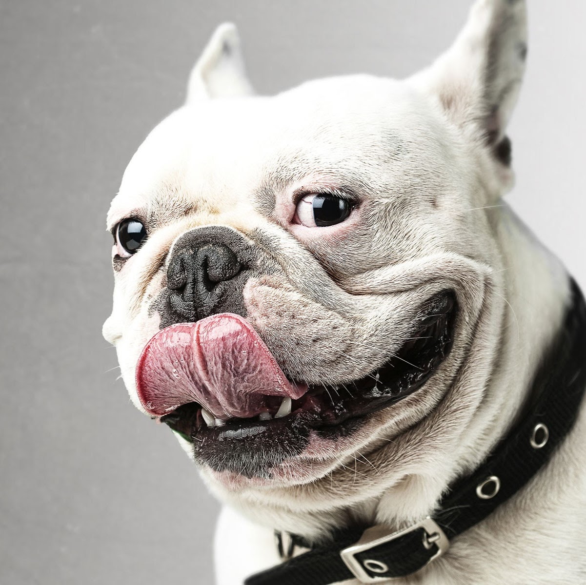 Balwyn Veterinary Surgery - Deepdene , Australia