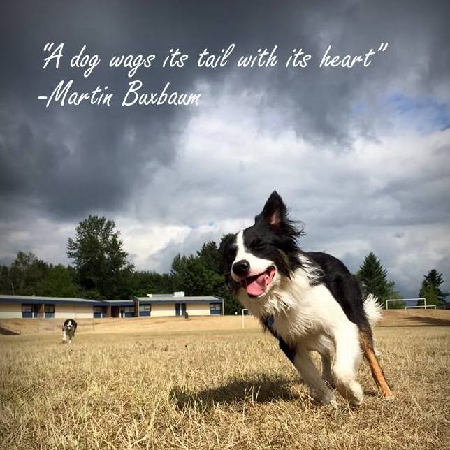 Abbotsford Veterinary Clinic - Abbotsford , Canada