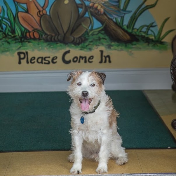 Bowmanville Veterinary Clinic - Bowmanville , Canada