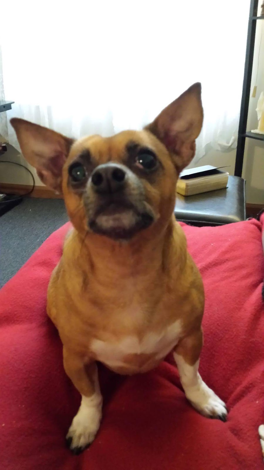 Northtowne Animal Clinic - Newark , United States