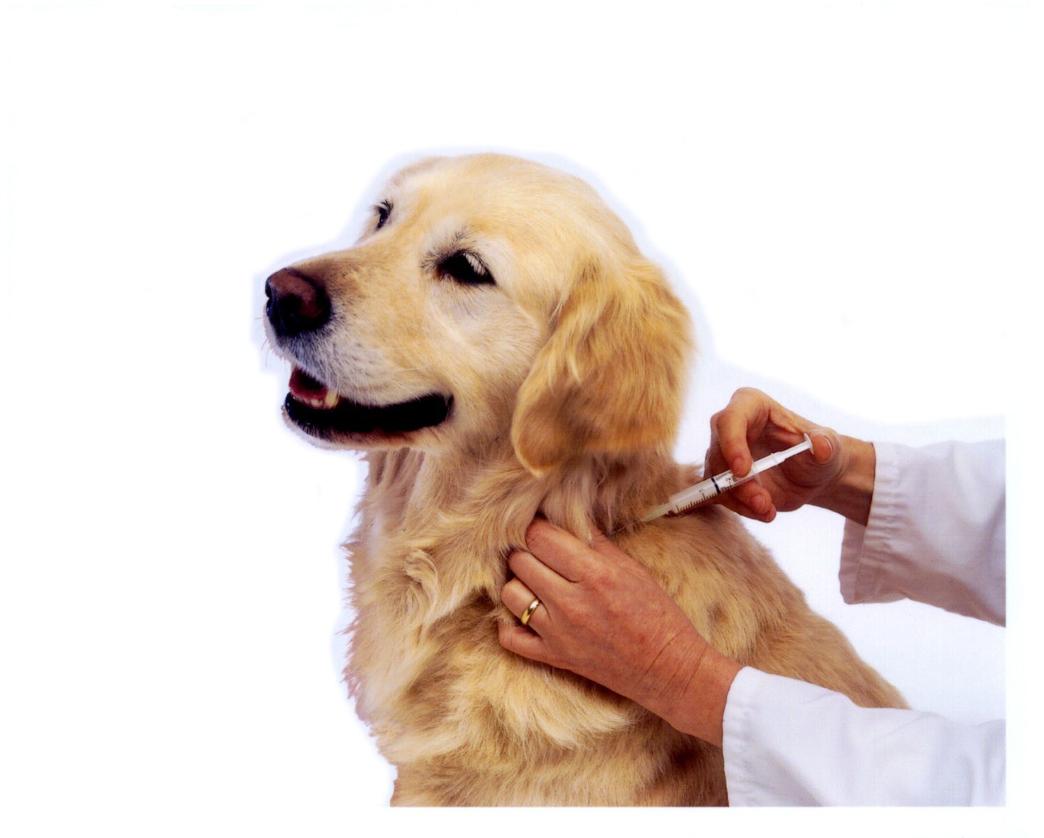 Otay Pet Vets - Chula Vista , United States