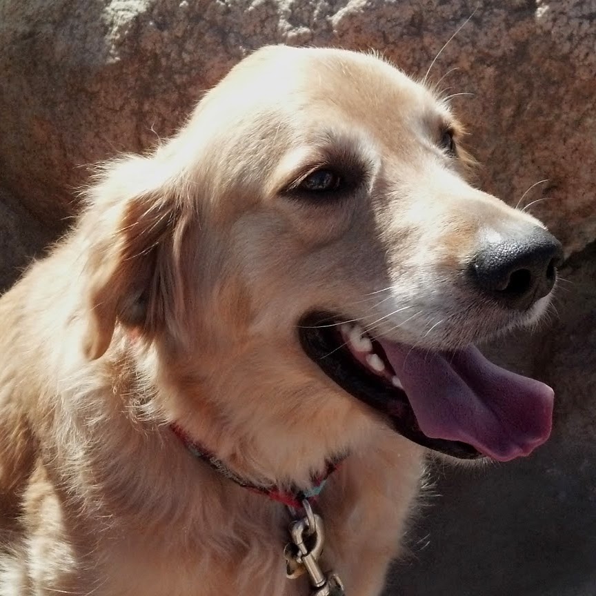 Center Veterinary Clinic And Urgent Care - San Diego , United States