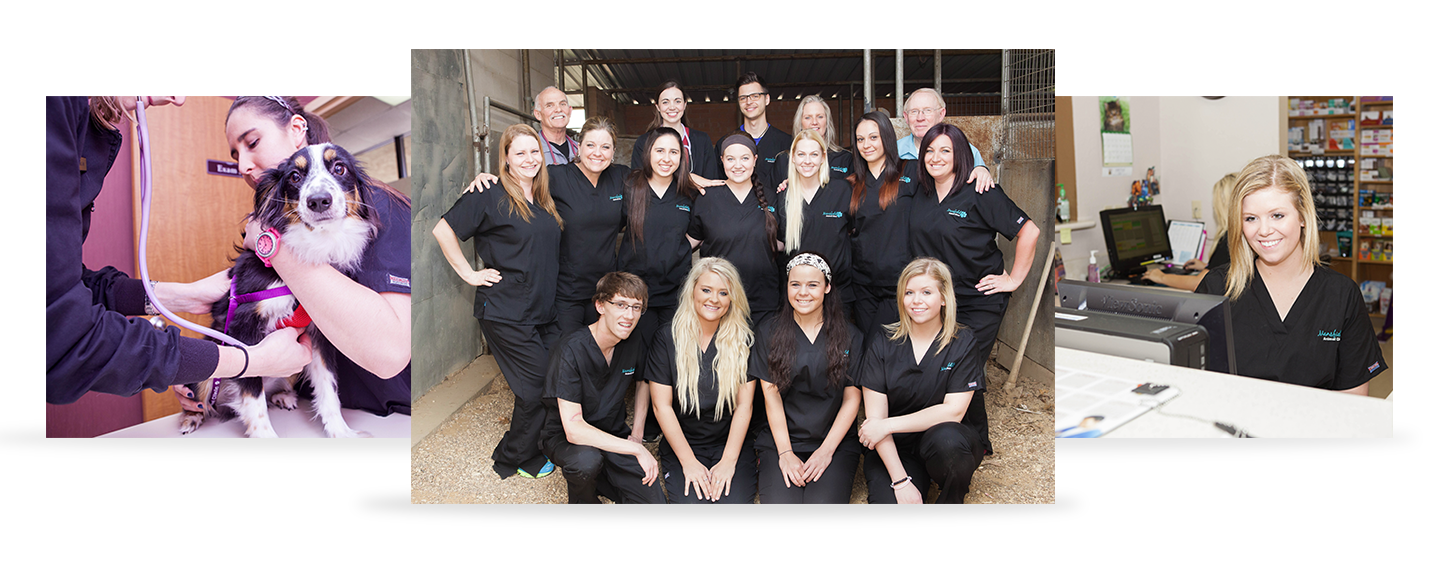 Mansfield Animal Clinic - Mansfield , United States