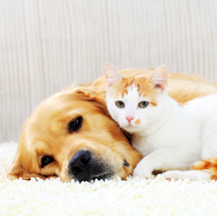 Dublin Veterinary Hospital - Dublin , United States