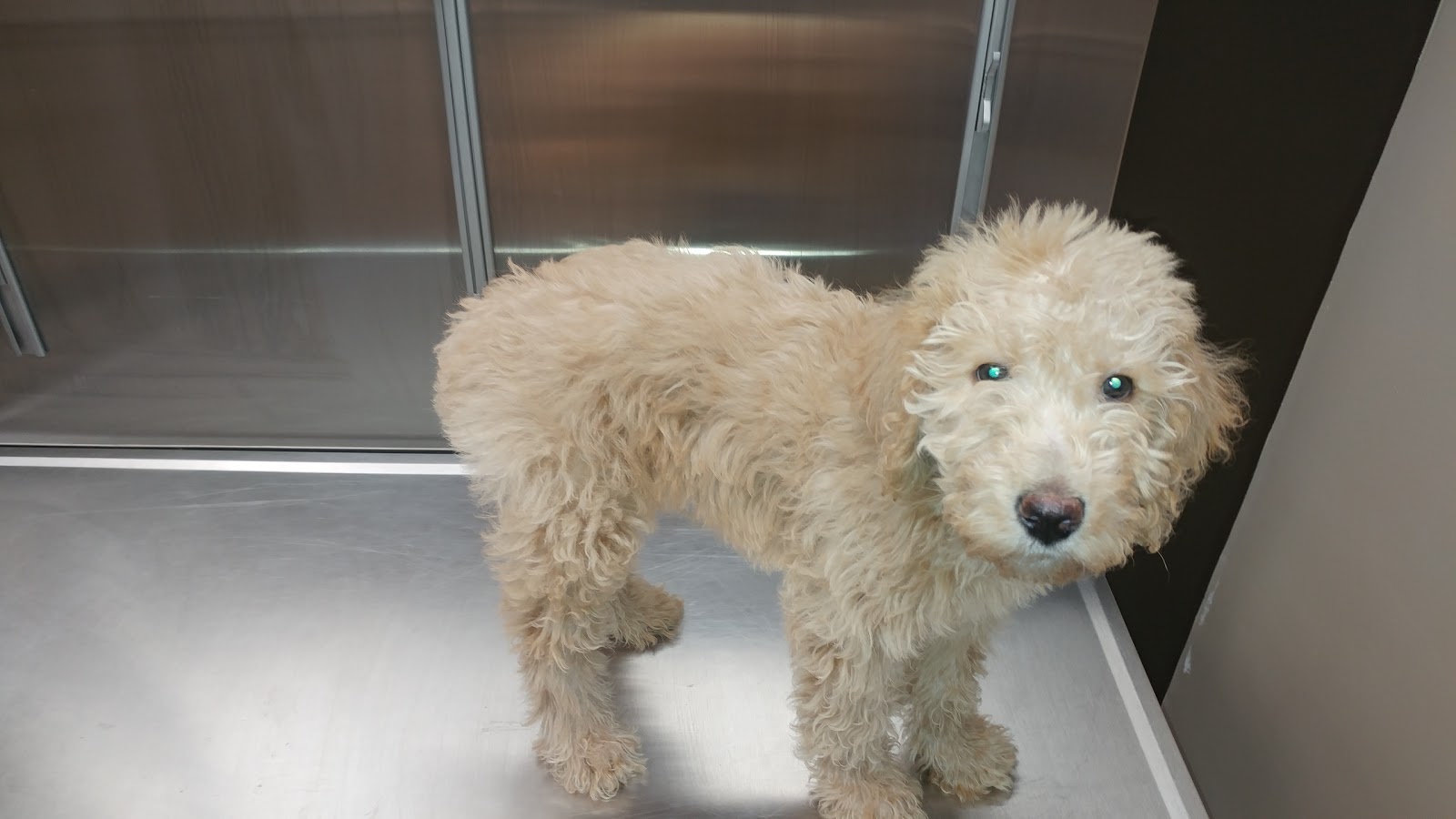 The Pet Hospitals Collierville - Collierville , United States